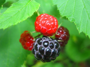 ripe-berries